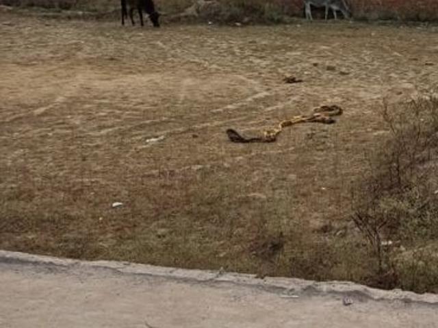 Bala Ji Real Estate 90 Sq. Yd. Plot in Palla Faridabad Listing ID: #10288
