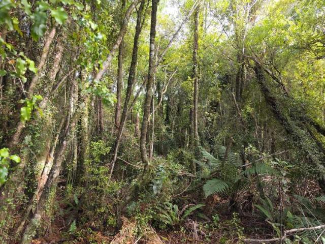 Ballarat Rise, Awatuna, Westland