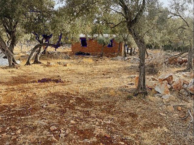 BARAN GAYRİMENKUL SATIYOR KALINAĞIL'DA 4 DÖNÜM ZEYTİNLİK VE EV