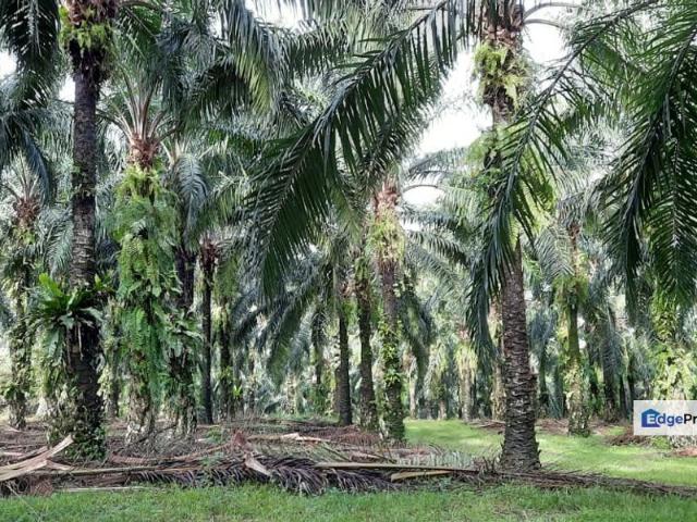 BATU GAJAH 6 ACRES FREEHOLD OIL PALM FOR SALE