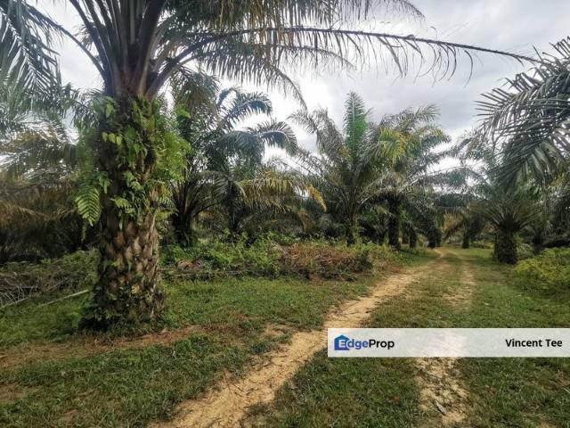 18.38Acres Oil Palm Agriculture Land Rasa Batang Kali
