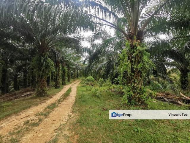 8.85Acres Oil Palm Agriculture Land Rasa Batang Kali