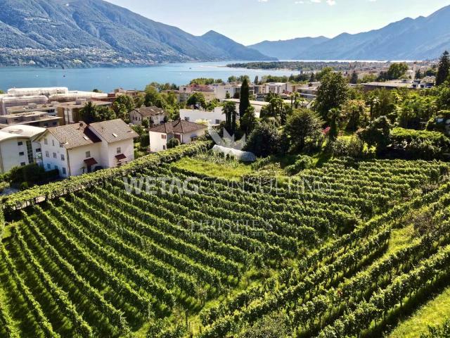 Baugelände zu verkaufen Minusio, Kanton Tessin