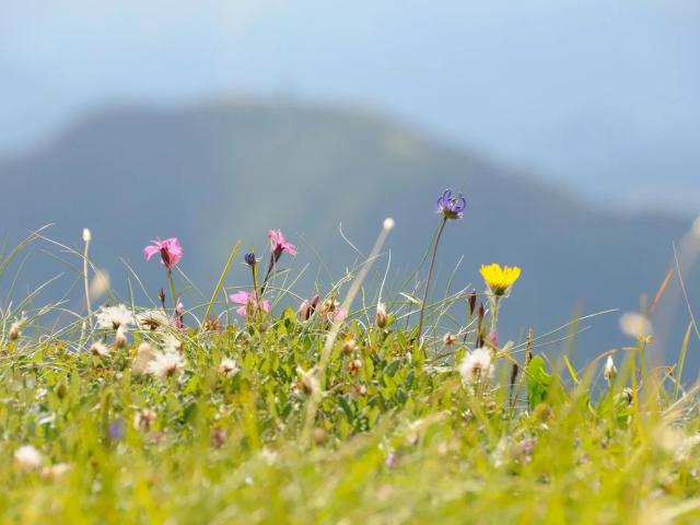 Baugrundstück in Corin de la Crête: Ihre Naturidylle wartet!