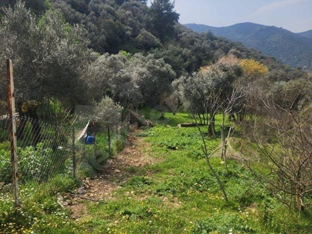 BAYINDIR ERGENLİ KÖYÜNDE SATILIK TEK TAPU 860 M2 ZEYTİNLİK