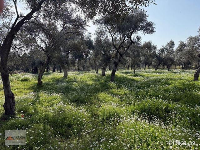 BAYINDIR ÇİFTÇİGEDİĞİNDE 800 m2 SATILIK ZEYTİNLİK