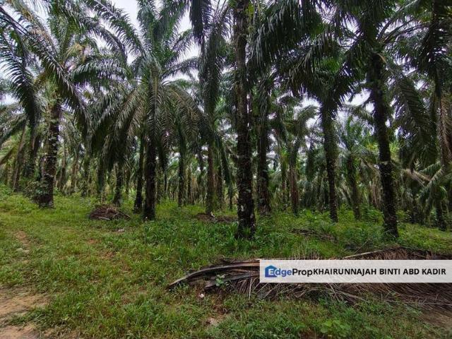 Bentong