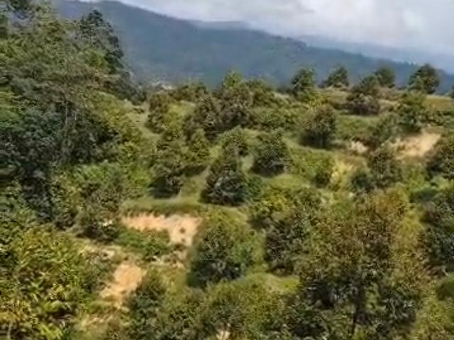 Bentong