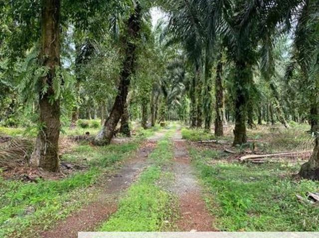 Benut Pontian @ 9.35 Acres Agricultural Land For