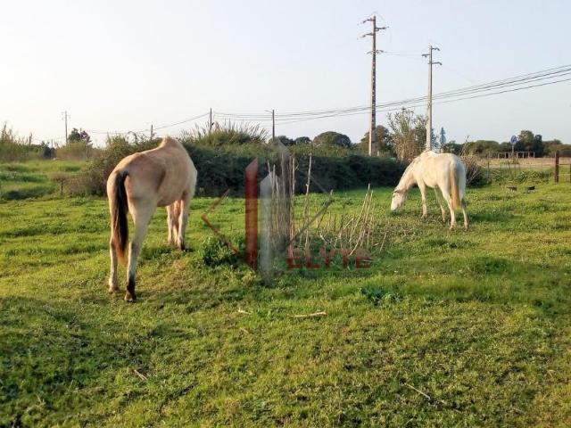 Benavente Santarém 2130 227 82380812