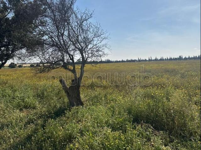 Beau terrain à la vente à Route de rabat. Surface de 80000 m²