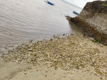 Beach Property For Sale in Sogod Cebu [Beach Properties ️] April 2025 in Sogod, Cebu for sale | Clean Title | FSBO / For Sale by Owner | Pet friendly