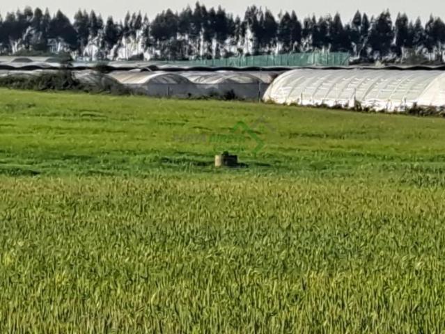 Beja Odemira 7630 104469990