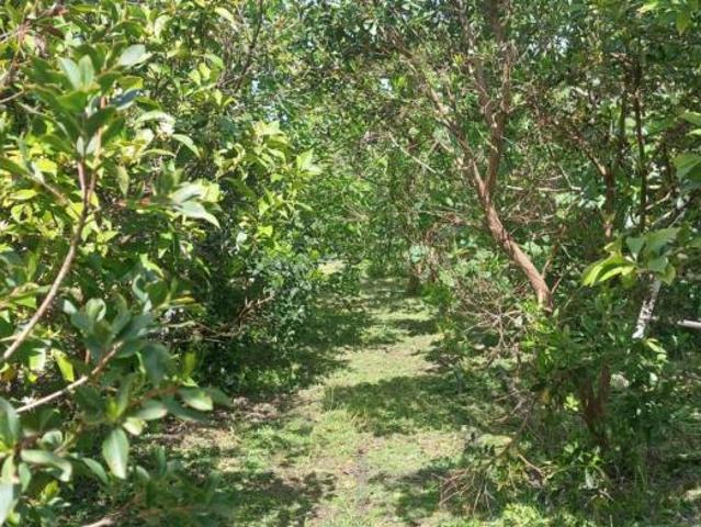 Beja Castro Verde 7780 LS101986305