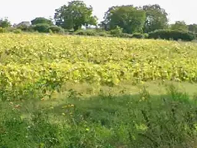 Bellevigne les Châteaux 49260 Programme neuf terrain neuf à vendre