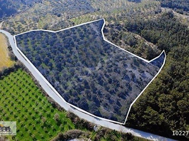 Bergama Örlemişte Ulaşım Derdi Olmayan Zeytinlik