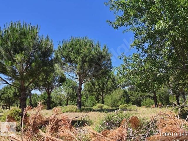 BERGAMA' DA 4425 M2 SATILIK TARLA