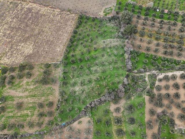 BERGAMA ÇİTKÖY'DE 3.934 M2 SATILIK ZEYTİNLİK