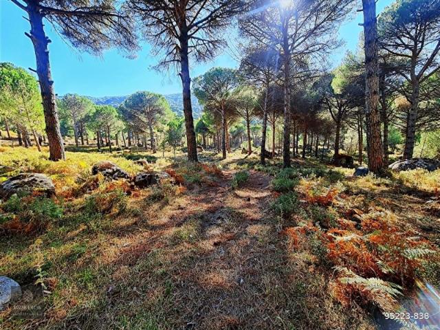 Bergama Kozak Aşağıbey Köyü Fıstıklık Tarım İmarlı Satılık