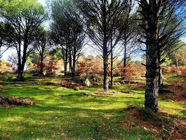 Bergama Kozak Kıranlı Fıstık Çamlı Tarla Satılık