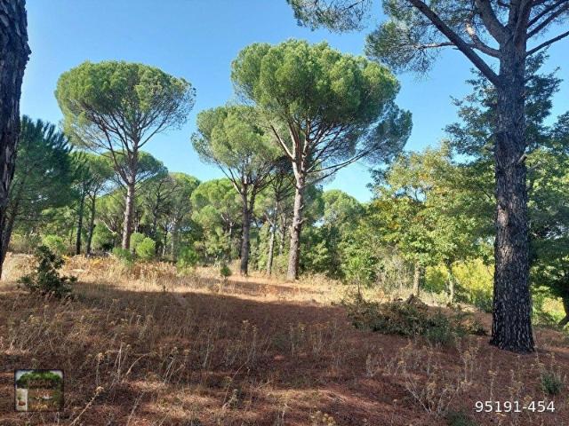 BERGAMA KOZAK KARAVELİLER MAH DE 2100 M2 FISTIKLIK