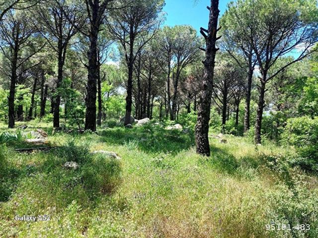 BERGAMA KOZAK YAYLASI KIRANLI MAH DE 1155 M2 BAĞ