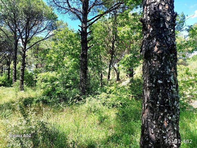 BERGAMA KOZAK YAYLASI KIRANLI MAH DE 1580 M2 BAĞ