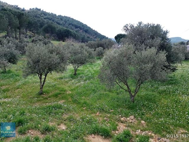 BERGAMA PINARKÖYDE SATILIK TARLA