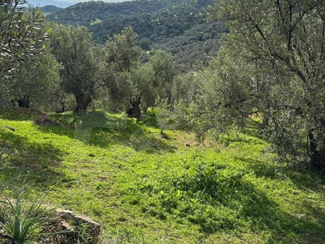 BERGAMA SAĞANCIDA KÖYE 500MT SATILIK ZEYTİNLİK