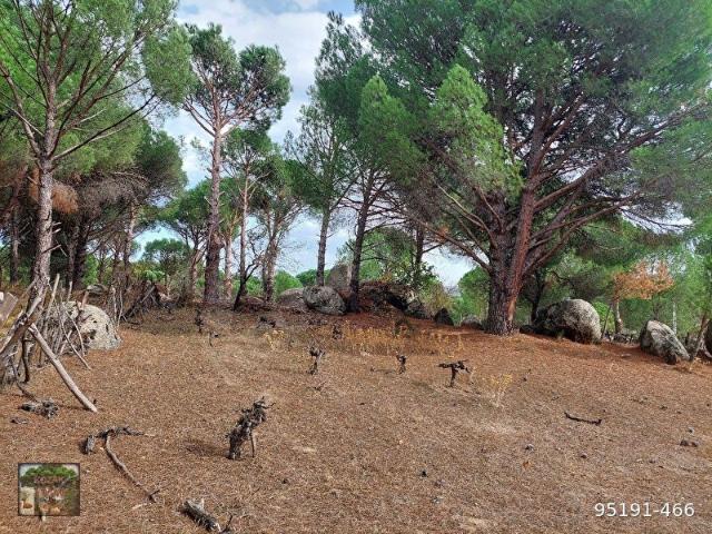 BERGAMA YUKARICUMA MAH DE 700 M2 BAĞ KONUMUNDA MANZARALI KELEPİR KOZAK HAVASI ALMAK İSTEYENLERE İMKA