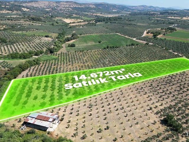 BERGAMA YUKARIKIRIKLAR'DA YATIRIMLIK EDREMİT TİPİ ZEYTİNLİK