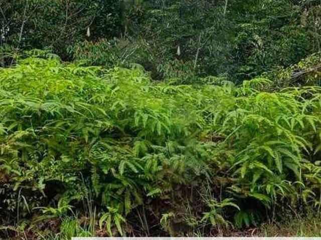 Berjaya Hills Bungalow Land for Sale