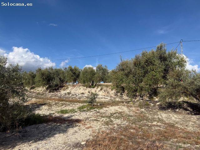 Bermejales junto. Finca de olivar parte de riego y parte de secano