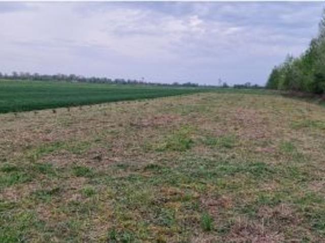 Bezpośrednio, Chałupki Dębniańskie, 3700 m² Działka