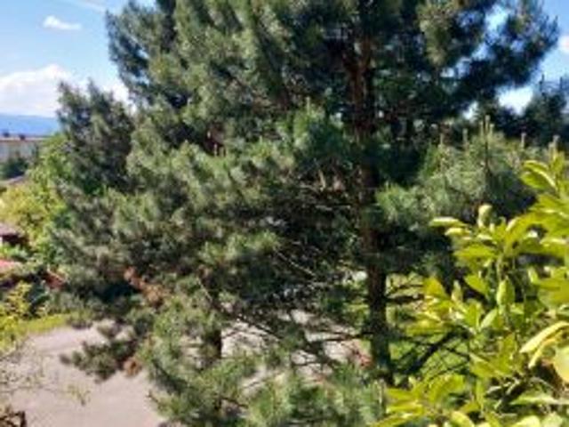 Bezpośrednio, Cieszyn, ul. Stanisława Moniuszki, 54 m² Mieszkanie