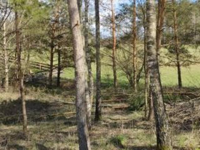Bezpośrednio, Cierzpięty, 1000 m² Działka