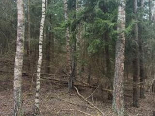 Bezpośrednio, Czuprynowo, 3000 m² Działka