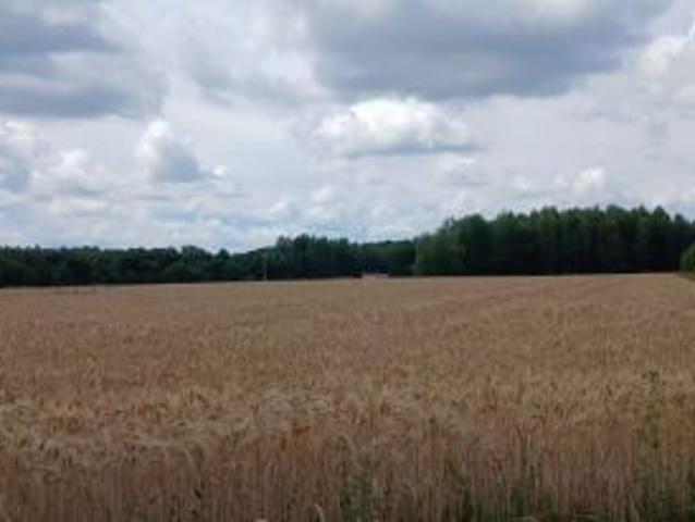 Bezpośrednio, Boża Wola, 765 m² Działka
