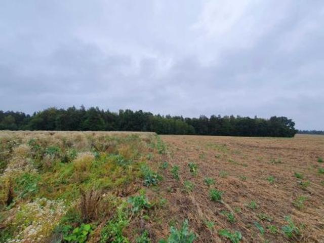 Bezpośrednio, Bełżec, 20562 m² Działka