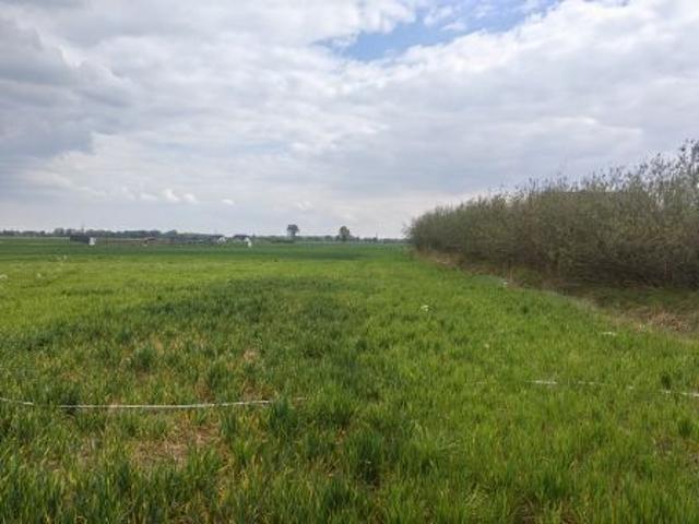 Bezpośrednio, Białołęka, 1064 m² Działka