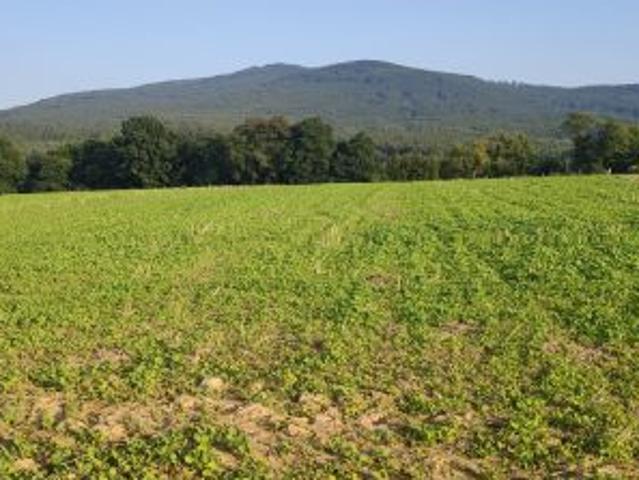 Bezpośrednio, Biała, 2764 m² Działka
