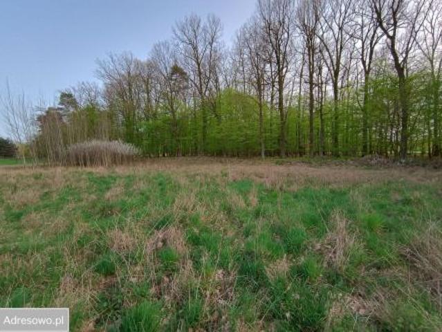 Bezpośrednio, Biały Bór, ul. Cedrowa, 2367 m² Działka