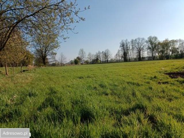 Bezpośrednio, Biały Kościół, ul. Piastowska, 3000 m² Działka