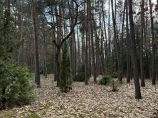 Bezpośrednio, Bieniewiec, ul. Spacerowa, 3085 m² Działka