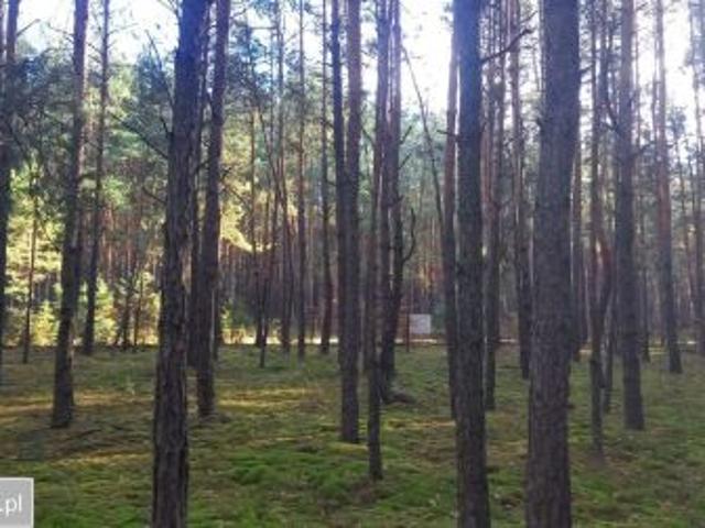 Bezpośrednio, Brzóza, 2500 m² Działka
