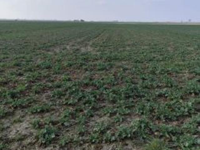 Bezpośrednio, Gniewomirowice, 4000 m² Działka