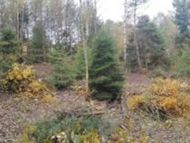 Bezpośrednio, Gołubie, ul. Jagodowa, 856 m² Działka