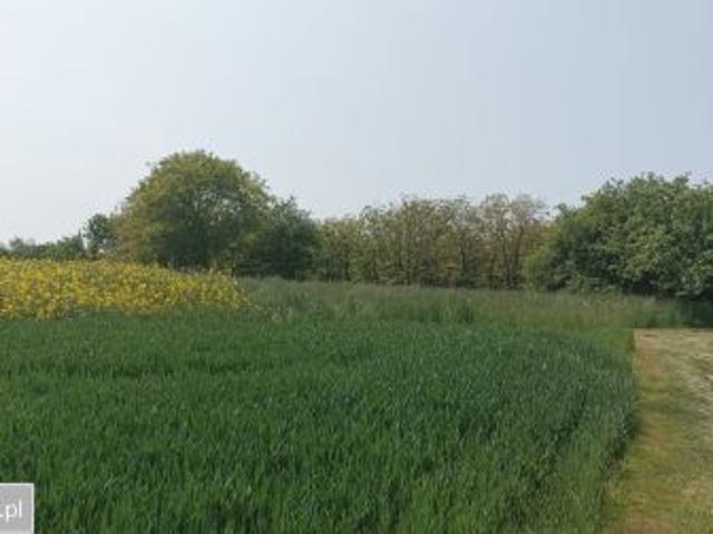 Bezpośrednio, Góry, 1603 m² Działka