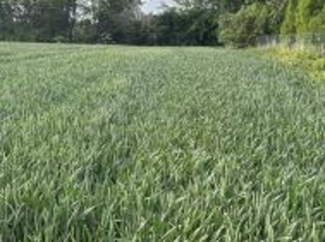 Bezpośrednio, Gardzienice Drugie, 19200 m² Działka