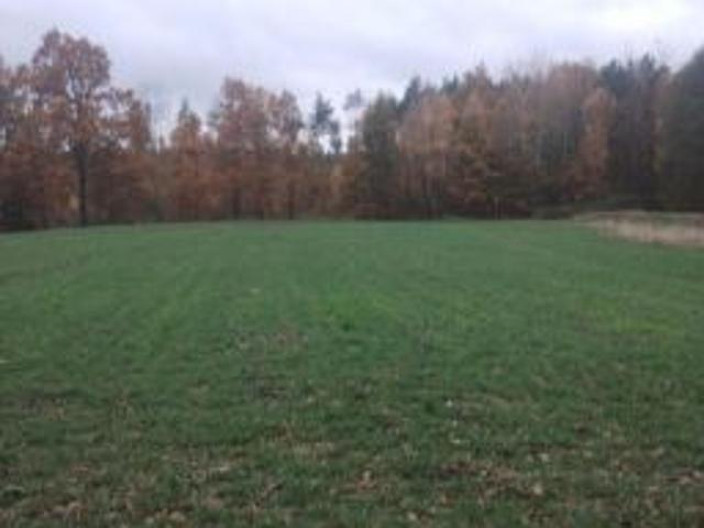 Bezpośrednio, Grzępa, 58000 m² Działka